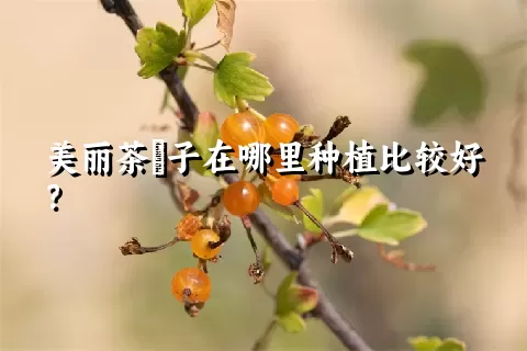 美丽茶藨子在哪里种植比较好？