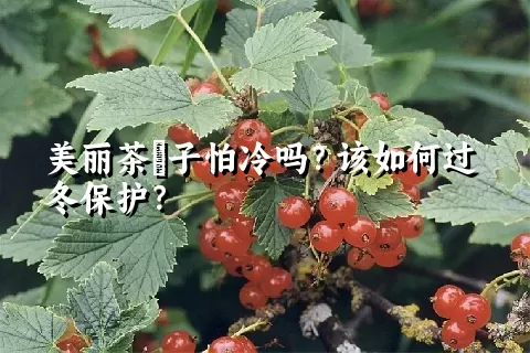 美丽茶藨子怕冷吗？该如何过冬保护？