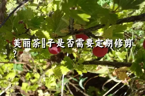 美丽茶藨子是否需要定期修剪？