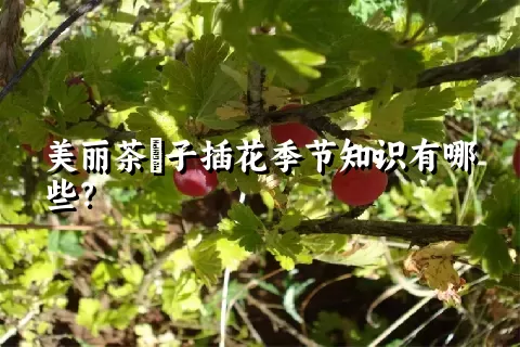 美丽茶藨子插花季节知识有哪些？