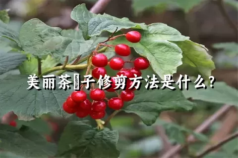 美丽茶藨子修剪方法是什么？