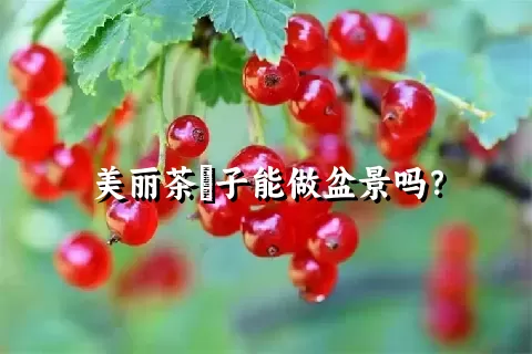 美丽茶藨子能做盆景吗？