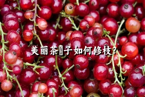 美丽茶藨子如何修枝？