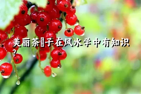 美丽茶藨子在风水学中有知识？