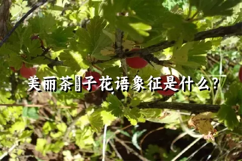 美丽茶藨子花语象征是什么？