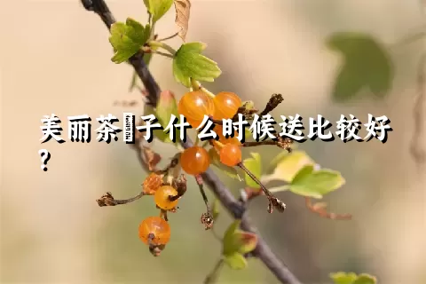 美丽茶藨子什么时候送比较好？