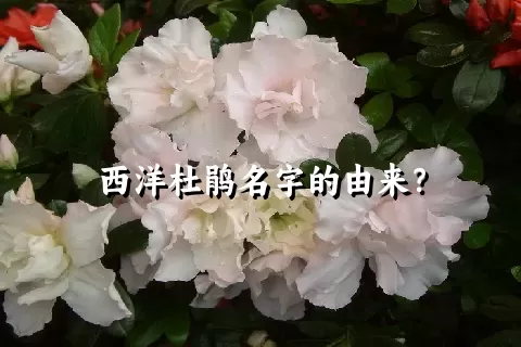 西洋杜鹃名字的由来？