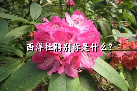 西洋杜鹃别称是什么？