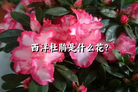 西洋杜鹃是什么花？