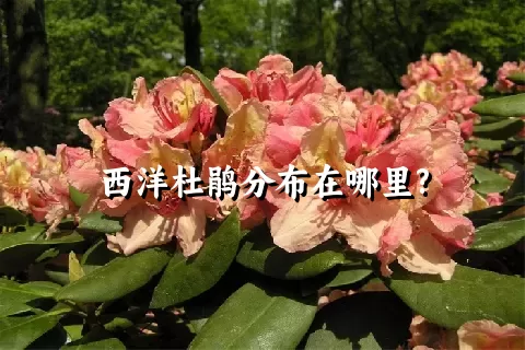 西洋杜鹃分布在哪里?