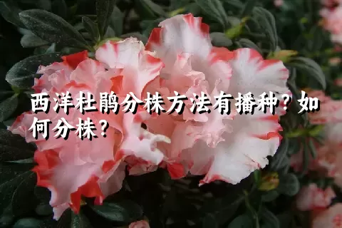 西洋杜鹃分株方法有播种？如何分株？