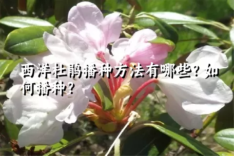 西洋杜鹃播种方法有哪些？如何播种？