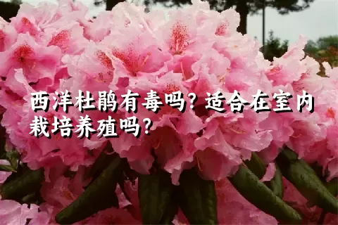 西洋杜鹃有毒吗？适合在室内栽培养殖吗？