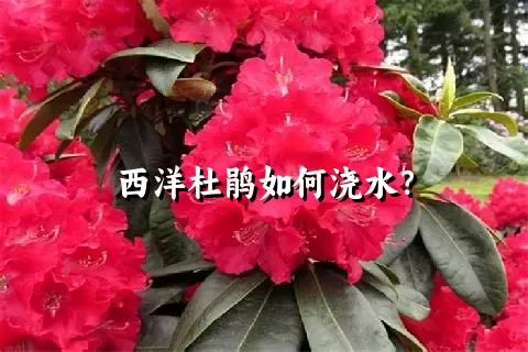 西洋杜鹃如何浇水？