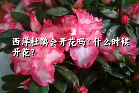 西洋杜鹃会开花吗？什么时候开花？