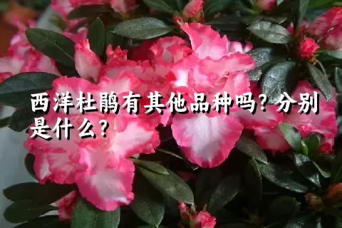 西洋杜鹃有其他品种吗？分别是什么？