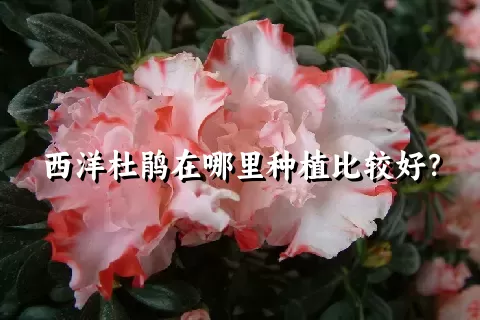 西洋杜鹃在哪里种植比较好？