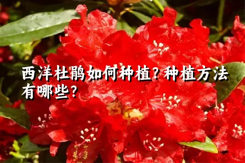 西洋杜鹃如何种植？种植方法有哪些？