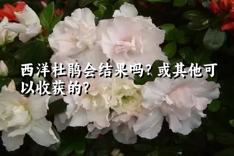 西洋杜鹃会结果吗？或其他可以收获的？