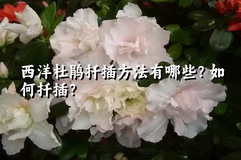 西洋杜鹃扦插方法有哪些？如何扦插？