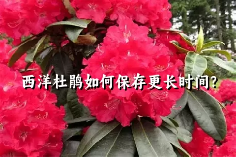 西洋杜鹃如何保存更长时间？