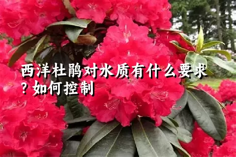 西洋杜鹃对水质有什么要求？如何控制