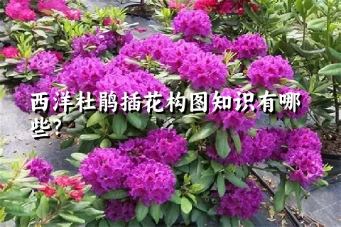 西洋杜鹃插花构图知识有哪些？