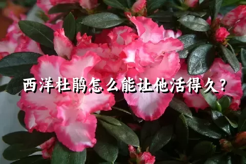 西洋杜鹃怎么能让他活得久？