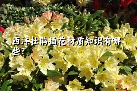 西洋杜鹃插花材质知识有哪些？