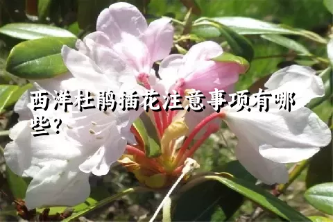 西洋杜鹃插花注意事项有哪些？