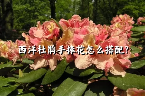 西洋杜鹃手捧花怎么搭配？