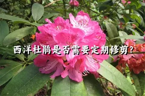 西洋杜鹃是否需要定期修剪？