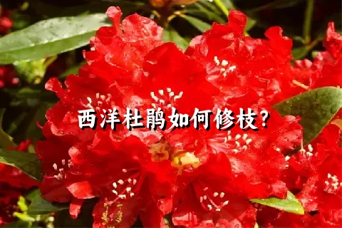 西洋杜鹃如何修枝？