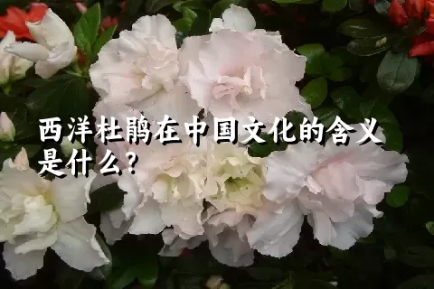 西洋杜鹃在中国文化的含义是什么？