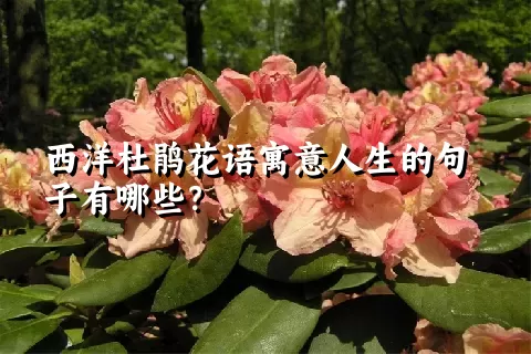 西洋杜鹃花语寓意人生的句子有哪些？