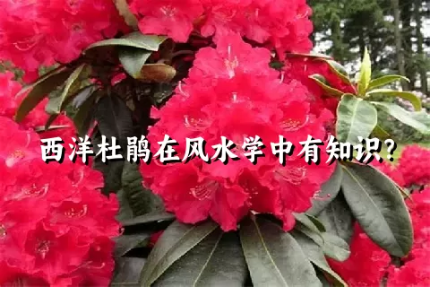 西洋杜鹃在风水学中有知识？