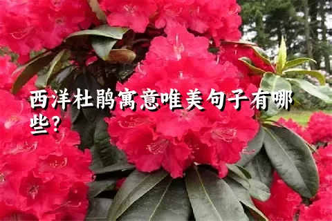 西洋杜鹃寓意唯美句子有哪些？