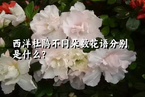 西洋杜鹃不同朵数花语分别是什么？