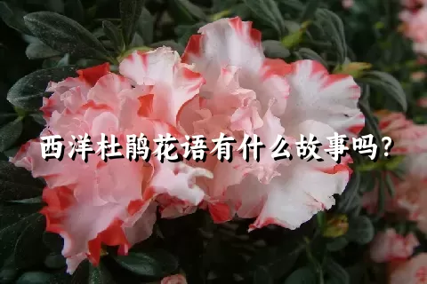 西洋杜鹃花语有什么故事吗？