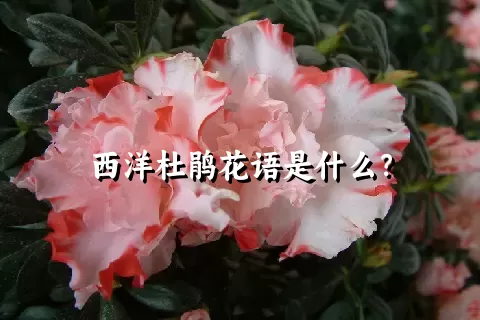 西洋杜鹃花语是什么？