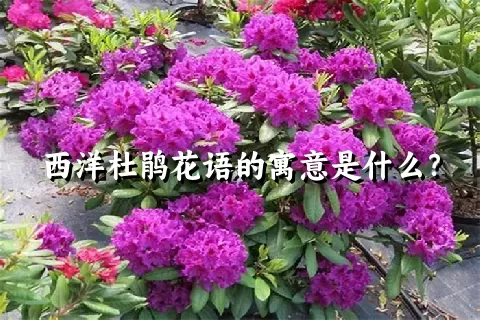 西洋杜鹃花语的寓意是什么？