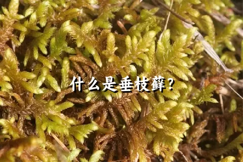 什么是垂枝藓？