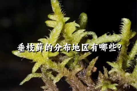 垂枝藓的分布地区有哪些？