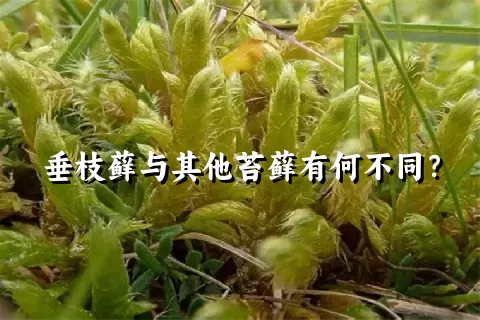 垂枝藓与其他苔藓有何不同？