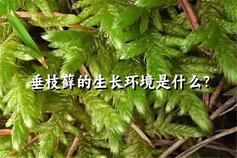 垂枝藓的生长环境是什么？