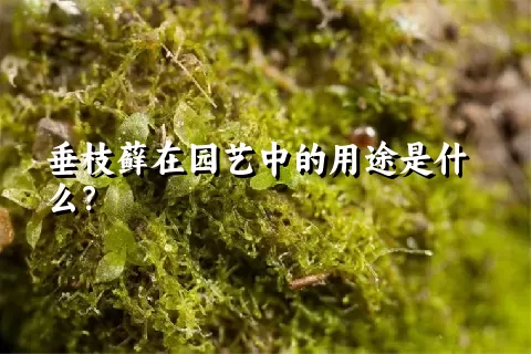 垂枝藓在园艺中的用途是什么？