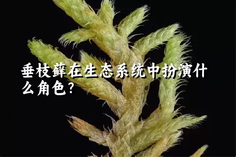 垂枝藓在生态系统中扮演什么角色？