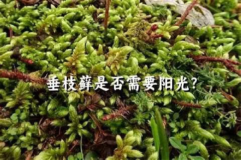 垂枝藓是否需要阳光？