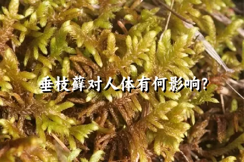 垂枝藓对人体有何影响？