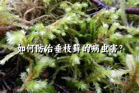 如何防治垂枝藓的病虫害？